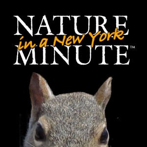 Nature Minute Webpage